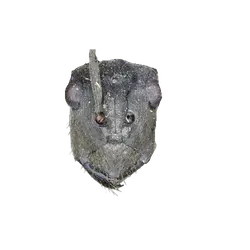 Pogonomyrmex cusquena