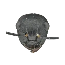 Pogonomyrmex inermis