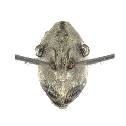 Pogonomyrmex laticeps