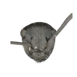 Pogonomyrmex magnacanthus