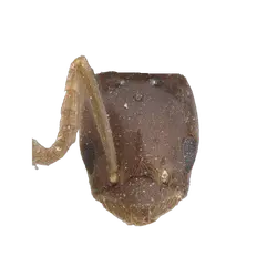 Bothriomyrmex regicidus