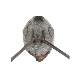 Pogonomyrmex mapuche