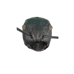 Pogonomyrmex meridionalis