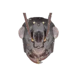 Pogonomyrmex occidentalis