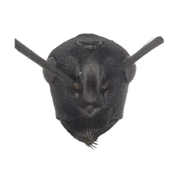 Pogonomyrmex rastratus