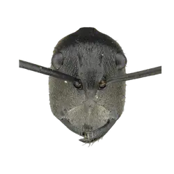 Pogonomyrmex salinus