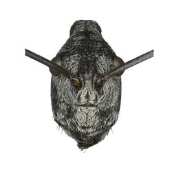 Pogonomyrmex striatinodus