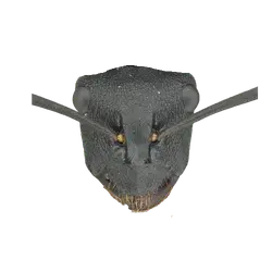 Pogonomyrmex texanus