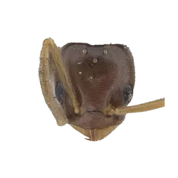 Bothriomyrmex urartus