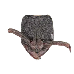 Bothroponera berthoudi