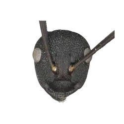 Polyrhachis australis