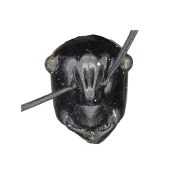 Polyrhachis beccarii
