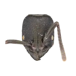 Basiceros convexiceps