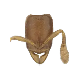 Polyrhachis crawleyi