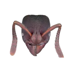 Bothroponera masoala