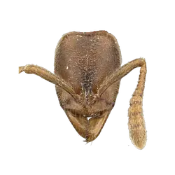 Ponera testacea