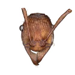 Poneracantha bispinosa