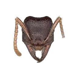 Poneracantha mediatrix