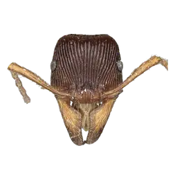 Polyrhachis durvillei