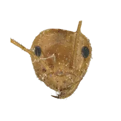 Prenolepis melanogaster