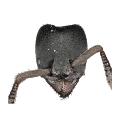 Bothroponera planicornis