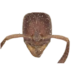 Boltonopone rubiginosa