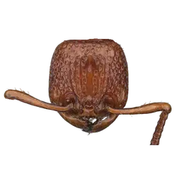 Pristomyrmex picteti