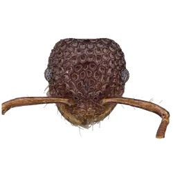 Pristomyrmex rigidus