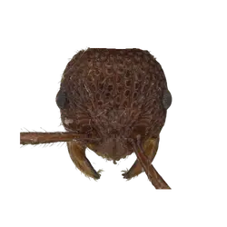 Pristomyrmex rugosus