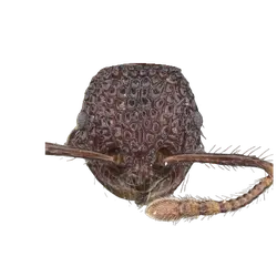 Pristomyrmex sulcatus