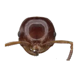 Polyrhachis inconspicua