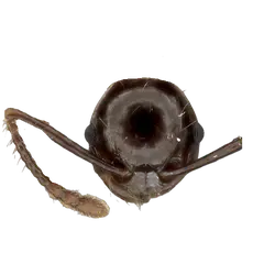 Pristomyrmex wilsoni