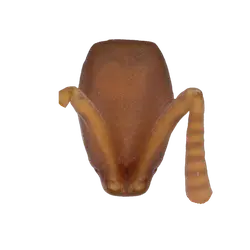 Polyrhachis insularis