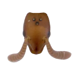 Probolomyrmex greavesi