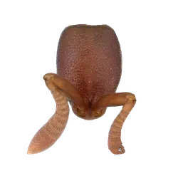 Probolomyrmex zahamena