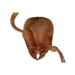 Polyrhachis latispina