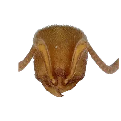 Proceratium cavinodus