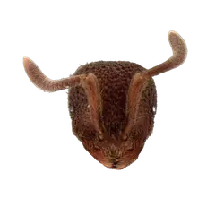 Polyrhachis lombokensis