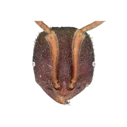 Proceratium diplopyx