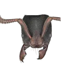 Bothroponera vazimba