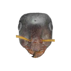 Proformica chelmosensis