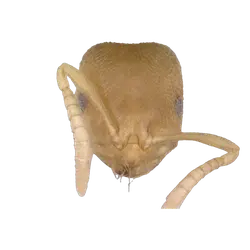 Bothriomyrmex cuculus