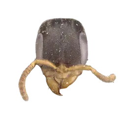 Pseudomyrmex cordiae