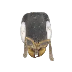 Pseudomyrmex crudelis