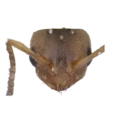 Bothriomyrmex kusnezovi