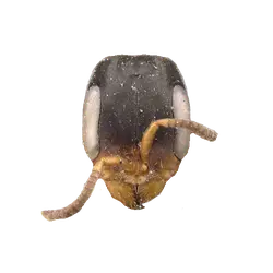 Pseudomyrmex longior