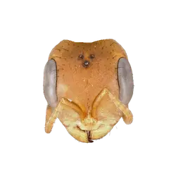 Pseudomyrmex maculatus