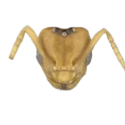 Bothriomyrmex modestus