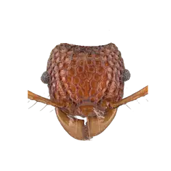 Acanthomyrmex concavus