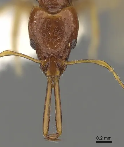 Acanthognathus brevicornis specimen